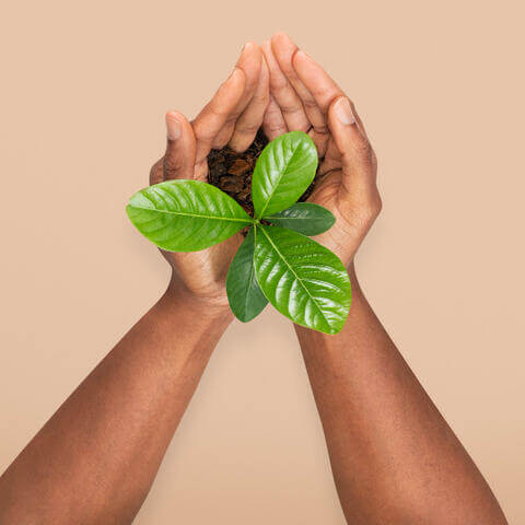 Hands Cupping Plant